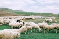 viele Schafe auf einer weiten Wiese